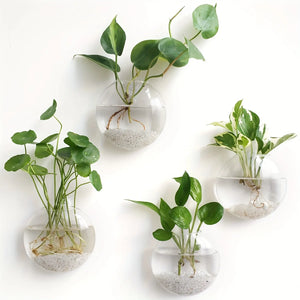 2/4/6 Pack Wall Hanging Glass Terrarium - Self-Watering Hydroponic Planter