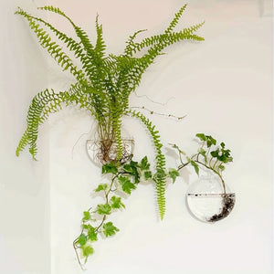 2/4/6 Pack Wall Hanging Glass Terrarium - Self-Watering Hydroponic Planter