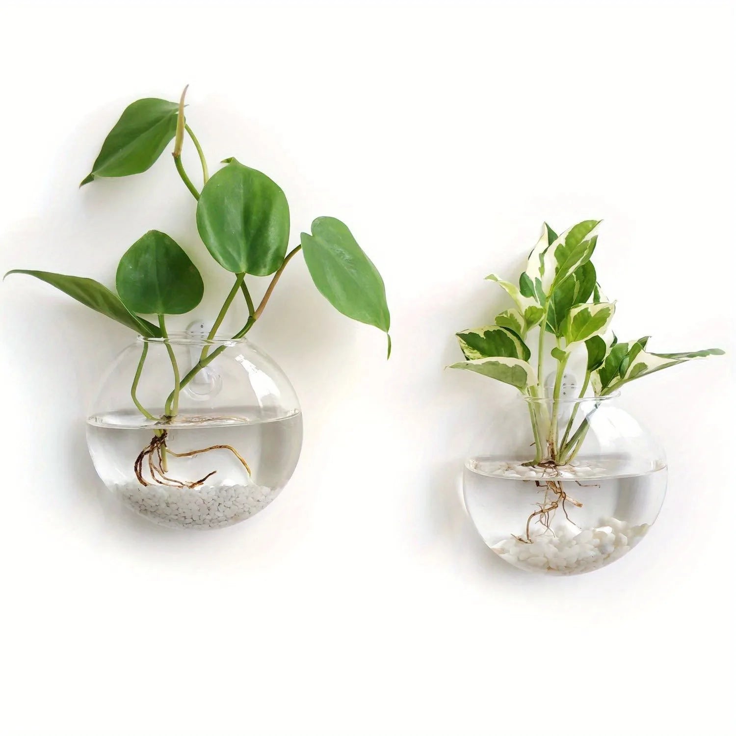 2/4/6 Pack Wall Hanging Glass Terrarium - Self-Watering Hydroponic Planter