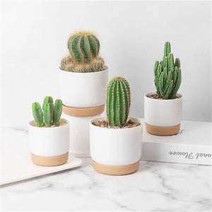 Self Watering Flowerpot