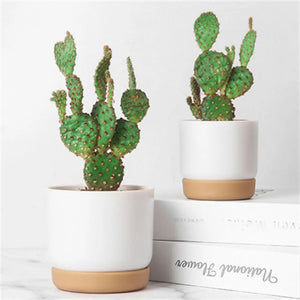 Self Watering Flowerpot